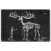 Wynwood Studio Animals Wall Art Canvas Prints 'Fossil Elk 1830' Skeletons - црно, бело