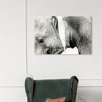 Wynwood Studio 'Нежно гигантски' животни wallидни уметности печатење - црно, бело, 36 24